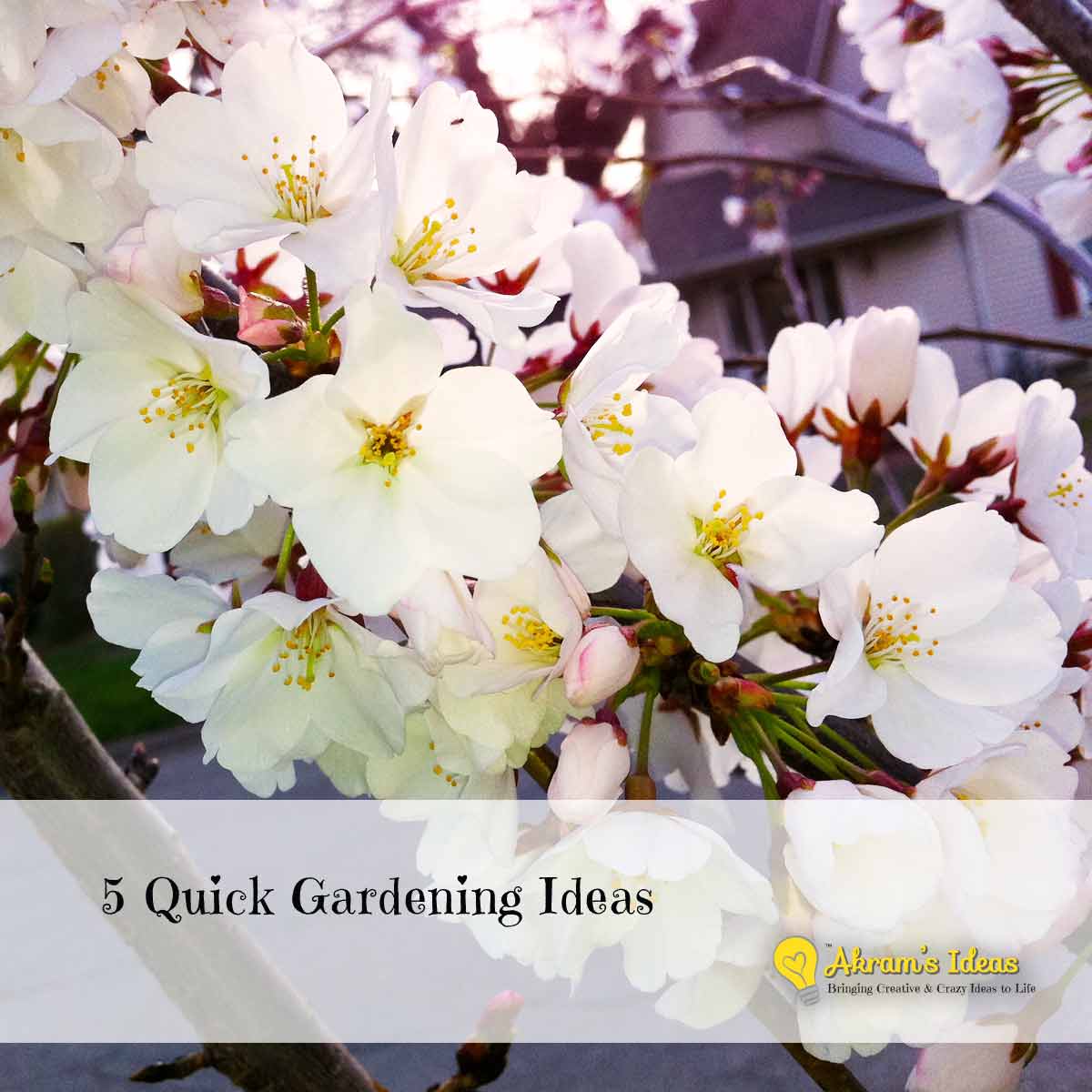 5 Quick Garden Ideas