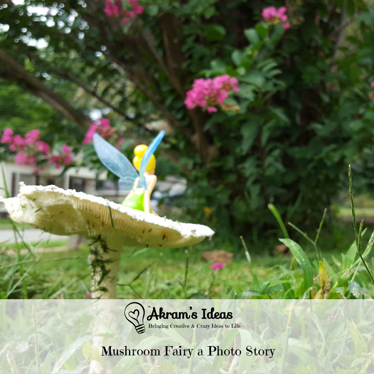 Akram's Ideas: Mushroom Fairy a Photo Story