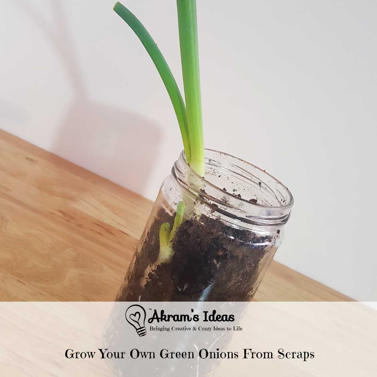 Akram's Ideas: Grow Your Own Green Onions From Scraps
